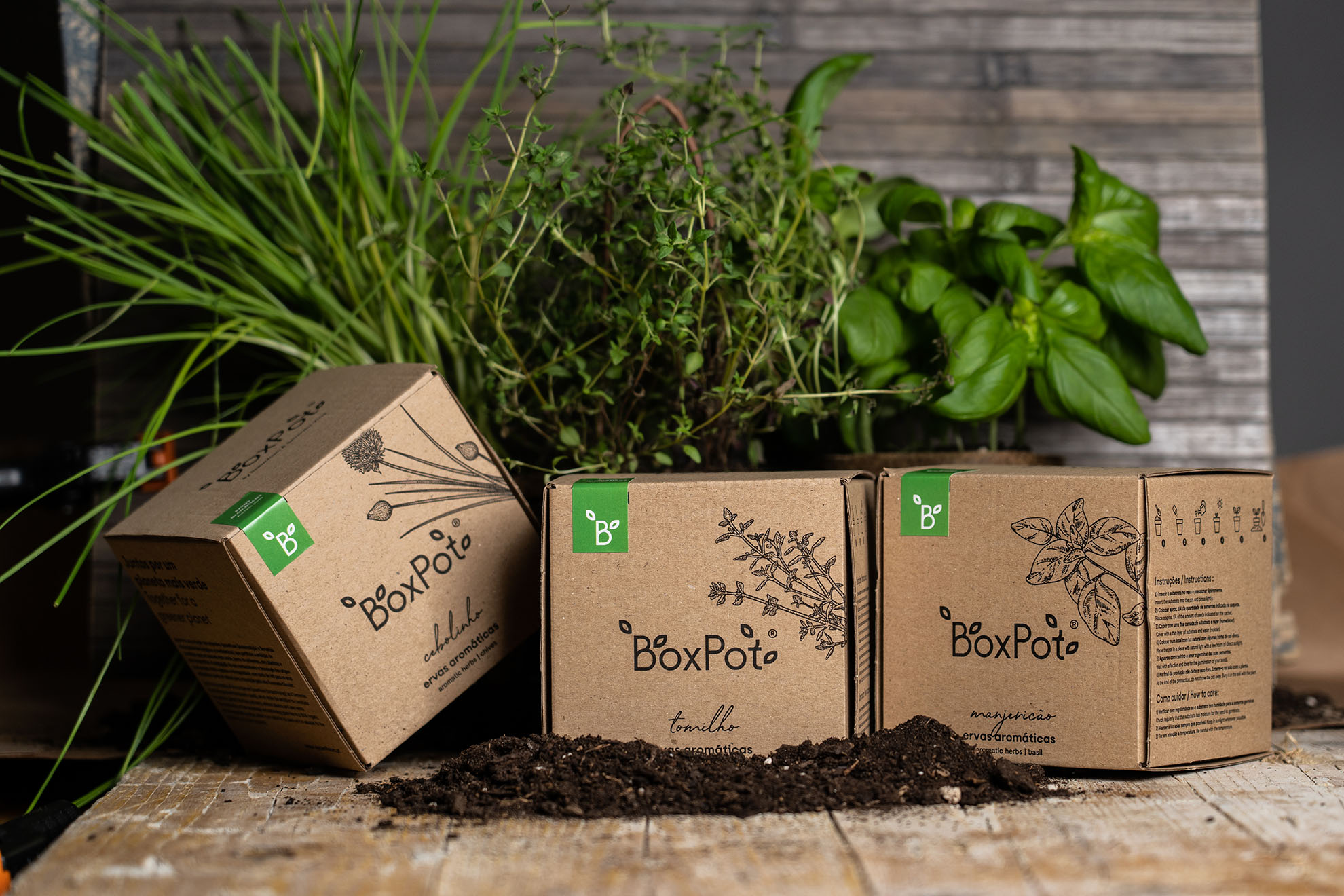 ervas aromaticas