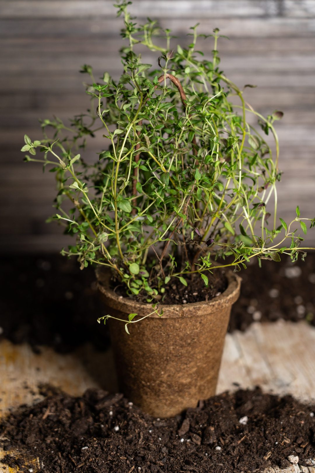 ervas aromaticas tomilho
